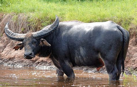 wild water buffalo crossword